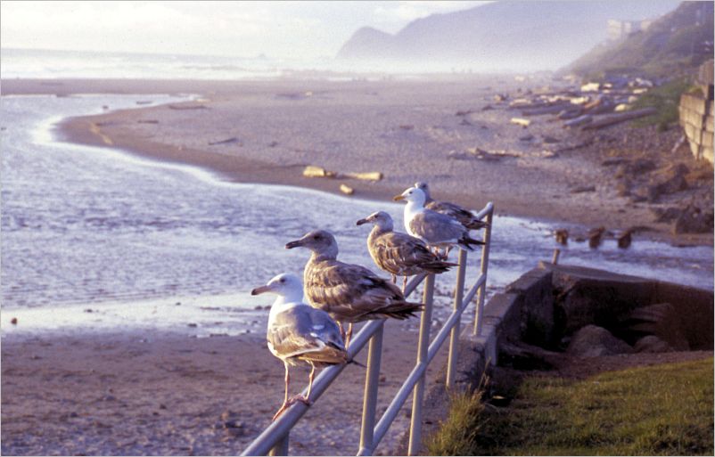 Vacation-1983 Oregon Uncle Jay-199a